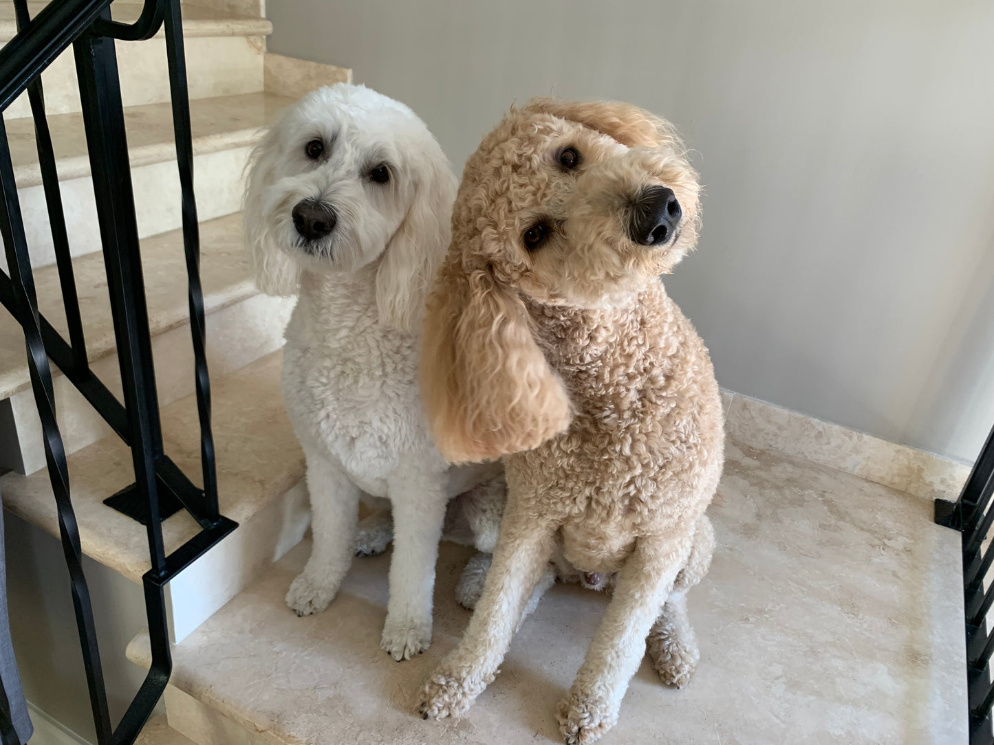 Custom Pet Cross-Stitch