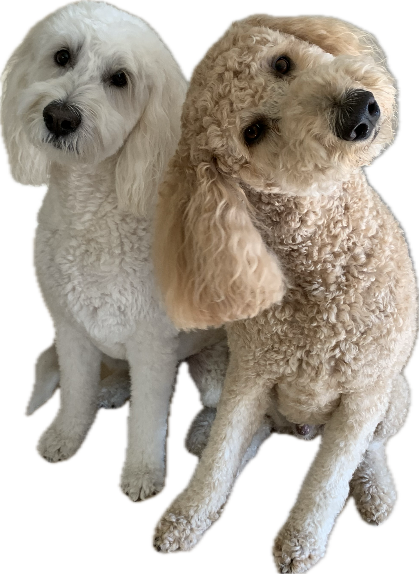Custom Pet Cross-Stitch